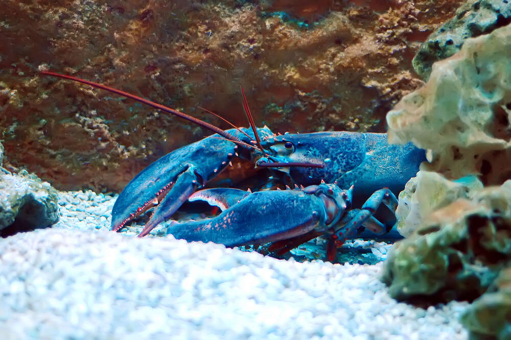 blue lobster stuffed animal